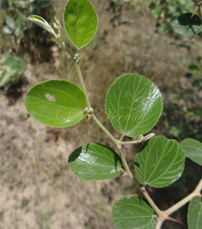  Leafy branch